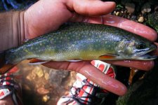 Lil Schuylkill Brook.JPG