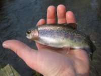 Trout2.jpg