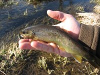 Trout3.jpg