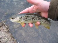 Trout4.jpg