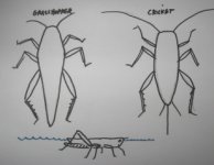 BugSketch.jpg