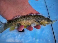 snowstorm fishing 026.JPG