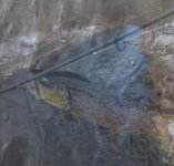 20100220_Melded1_800.jpg