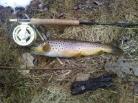 spring creek brown.JPG