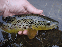 P3250011.gif