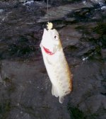 ErieMar27Smolt.jpg