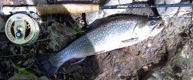fench brook2.jpg