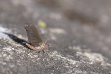 DSC_4717.jpg