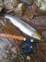 brown trout.jpg