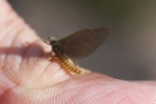 Quill 04272010.jpg