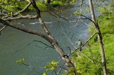 Penns_Creek_May_8th_2w.jpg