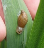 snail.JPG