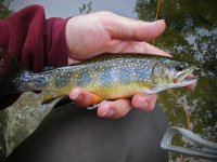 IMGP0152.jpg