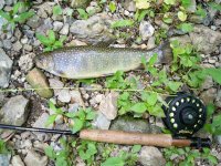w valley brookie.jpg