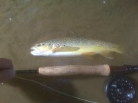 Valley Brown 1.jpg