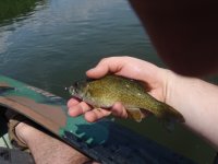 Young smallmouth on tiny tube jig red hook.JPG