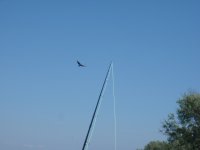 Immature Bald Eagle .JPG