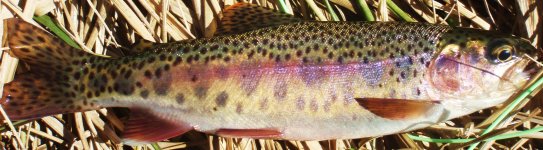 Wild rainbow.jpg