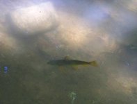 almost 12 inch nice fins.jpg