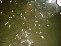 White Flies.jpg