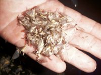 SRC White Flies.jpg