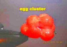 egg sack.jpg