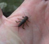 Stonefly Nymph.jpg