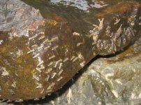 Caddis Cases.jpg