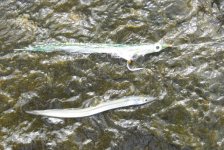 Sand Eels.jpg