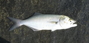 Bluefish.jpg