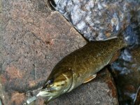 pickering_smallmouth_10-3-10 copy.jpg