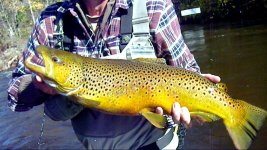 salmon river brown 2010.JPG