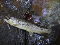 Stocked brown Muddy tributary.JPG