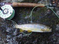 Wild brown Muddy tributary.JPG