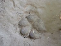 large paw print.JPG