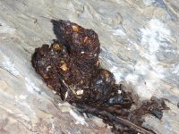 Unknown Scat.JPG