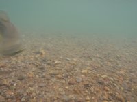 Brownie Clean Gravel Bottom.JPG