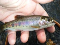 Quitty wild rainbow.JPG