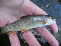 P1020169-comp.jpg