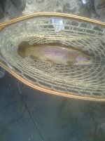 Bow_12_30_10.jpg