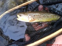 monocacy creek brown 12-31-10.jpg