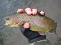 LLbow1.jpg