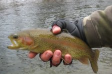 LLbow2.jpg
