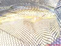 Valley Creek Brown 1312011.JPG
