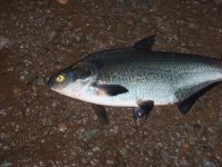 Susquehanna Shad.JPG