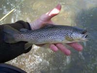 100_1933.JPG