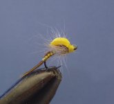 sulphur emerger.JPG