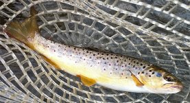 monocacy_brown.jpg