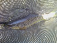 wild brown 2.jpg