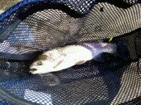 IMG00127-20110417-1439.jpg